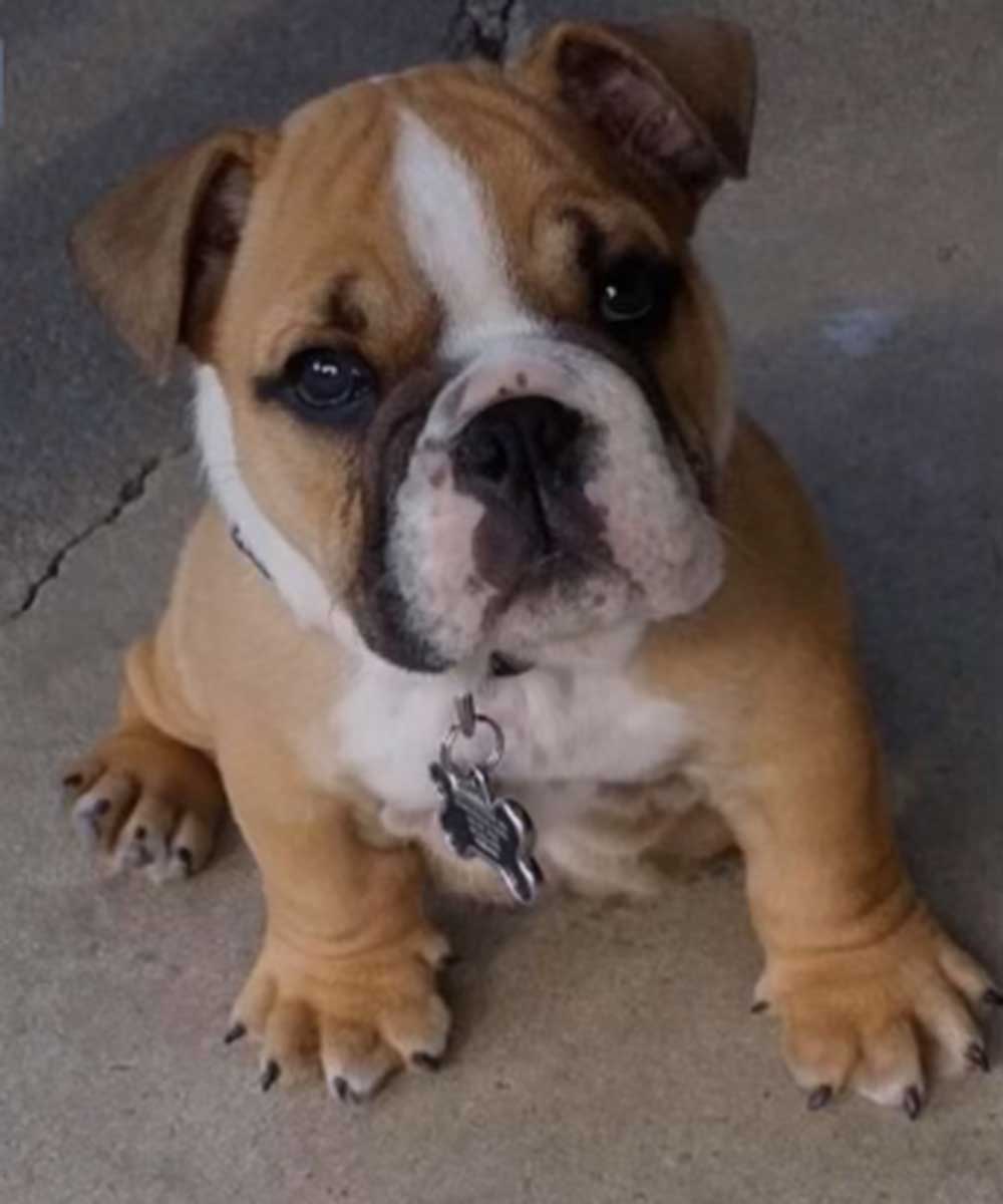 Bulldog-Pictures---Puppy
