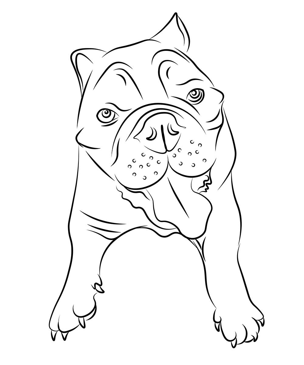 English Bulldog Lifestyle - Sharing Information & Resources