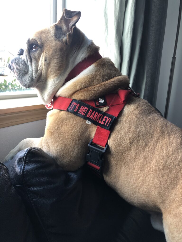 picture of one of the top bulldog harnesses
